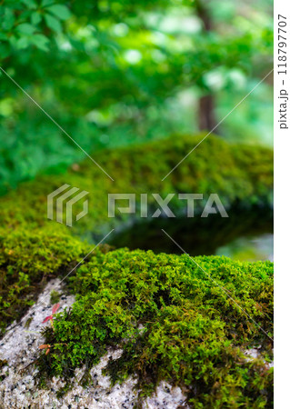 京都市左京区大原勝林院町　実光院（魚山大原寺の僧房）　旧理覚院庭園 118797707