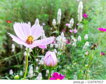 初秋の野原に咲くコスモスの花 118797917
