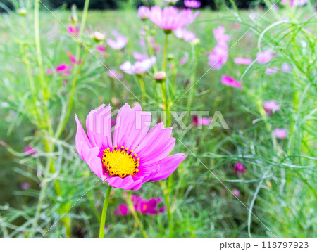 初秋の野原に咲くコスモスの花 118797923