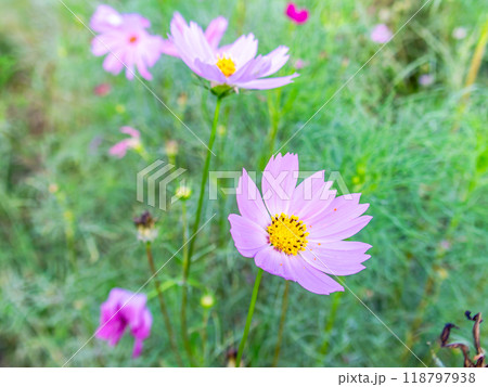 初秋の野原に咲くコスモスの花 118797938