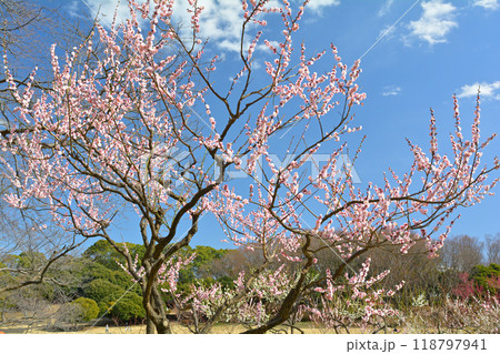 横浜・根岸森林公園 118797941