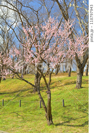横浜・根岸森林公園 横浜・根岸森林公園 118797943