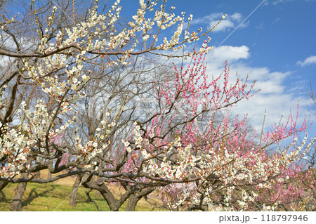 横浜・根岸森林公園 横浜・根岸森林公園 118797946