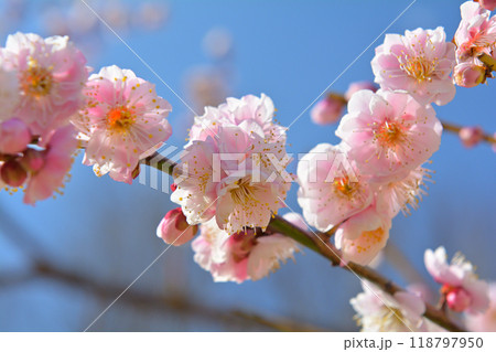 横浜・根岸森林公園 118797950