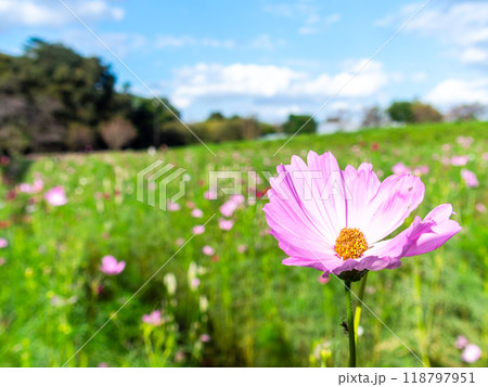初秋の野原に咲くコスモスの花 118797951