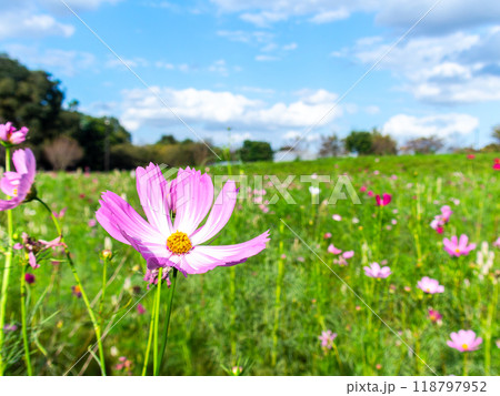 初秋の野原に咲くコスモスの花 118797952