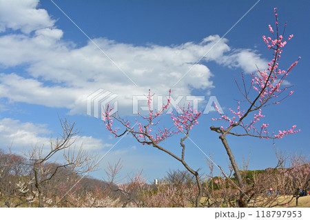 横浜・根岸森林公園 横浜・根岸森林公園 118797953