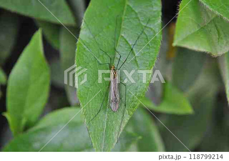 キイロホソガガンボ 118799214