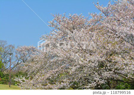 横浜・本牧山頂公園 横浜・本牧山頂公園 118799516