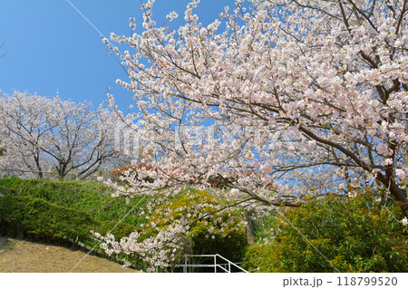 横浜・本牧山頂公園 118799520