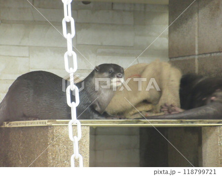 巣でくつろぐカワウソ 巣でくつろぐカワウソ 118799721