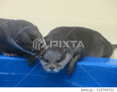 かわいいコツメカワウソ 118799722