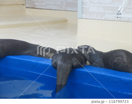尻尾だけ水に浸かるカワウソ 尻尾だけ水に浸かるカワウソ 118799723