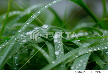 バックグラウンド：自然風景　一面の水滴がついた草 118799792