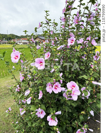ピンク色のムクゲの花 ピンク色のムクゲの花 118799990