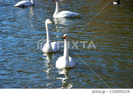 優雅に水辺に集まる白鳥 優雅に水辺に集まる白鳥 118800129