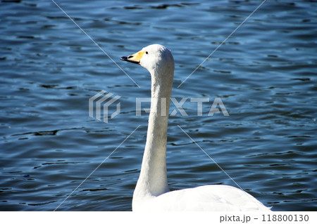水辺を優雅に渡る白鳥 水辺を優雅に渡る白鳥 118800130