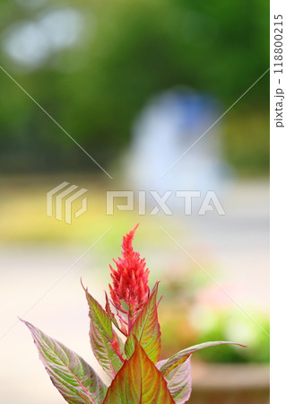 美しいケイトウの花 118800215