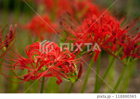 彼岸花 118800365