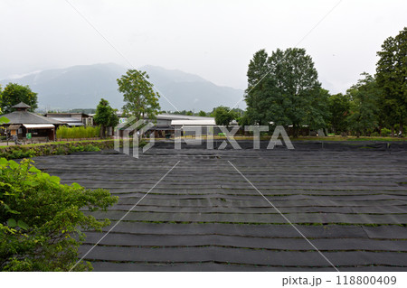 長野・大王わさび農場 118800409