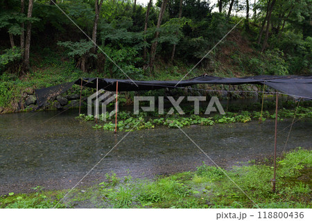 長野・大王わさび農場 長野・大王わさび農場 118800436