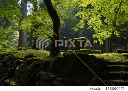 永平寺-木漏れ日と再生- 118800473