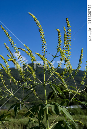 オオブタクサ 118800733