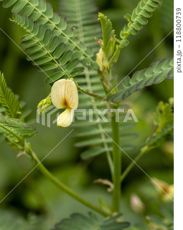 水田に咲くクサネム 118800739