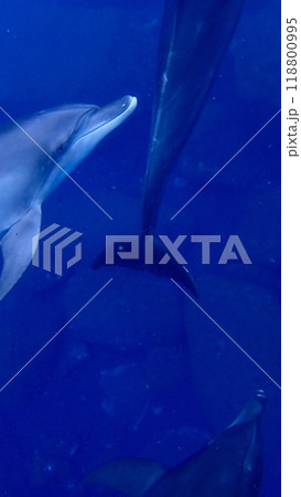 東京都伊豆諸島御蔵島のイルカ 118800995