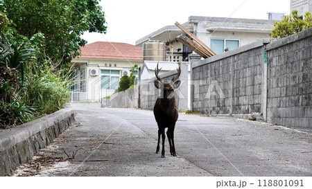 沖縄県座間味村慶良間諸島阿嘉島の前浜の住宅街を歩くケラマジカ 118801091