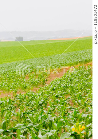 トウモロコシ畑 118801472