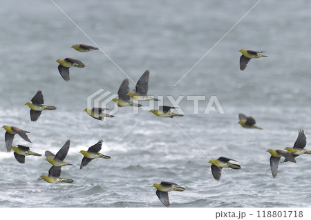 アオバト 118801718