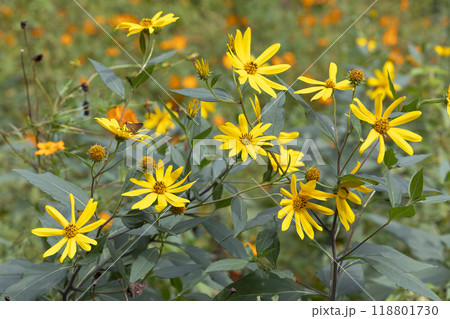 キクイモ キクイモ 118801730