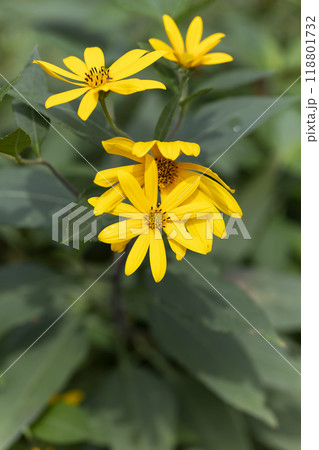 キクイモ 118801732