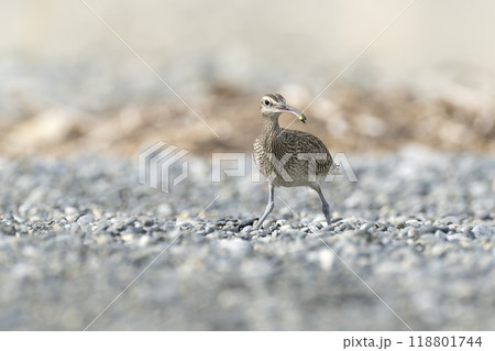 チュウシャクシギ 118801744