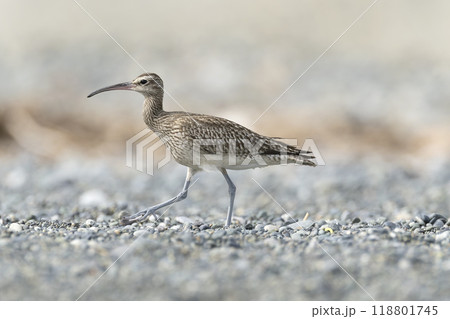 チュウシャクシギ 118801745