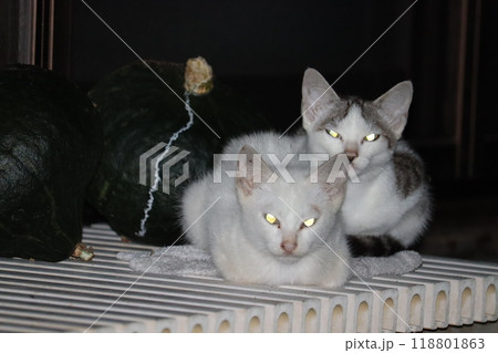 光る鋭い目で睨む二匹の猫と南瓜 118801863