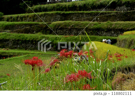 棚田に咲く彼岸花 118802111