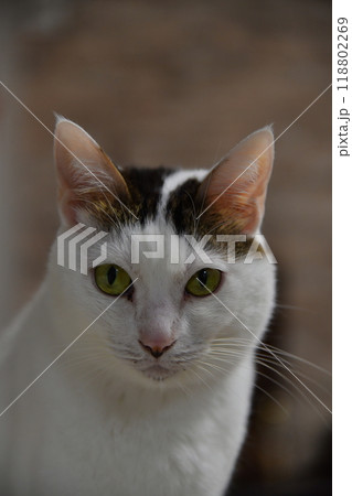 猫 猫 118802269