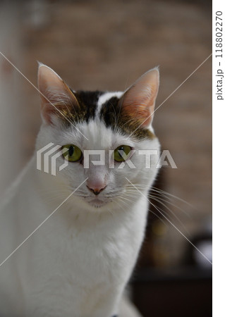 猫 猫 118802270