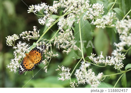 フジバカマにとまるツマグロヒョウモン 118802457