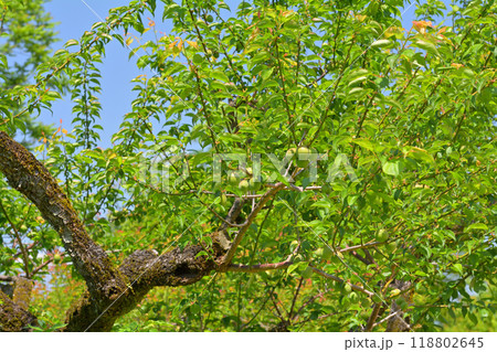 日本100名城・高知城 118802645