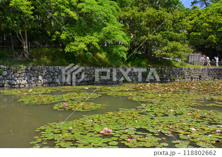 日本100名城・高知城 118802662