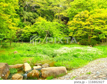 春の21世紀の森と広場のクレソンの花咲く水辺風景 118802827