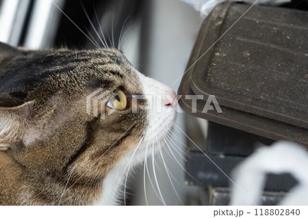 匂いを嗅ぐ猫 匂いを嗅ぐ猫 118802840
