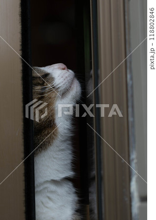 上を向く猫 118802846