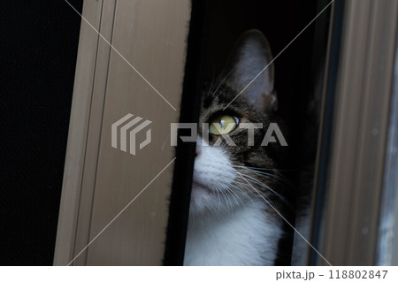 見つめる猫 118802847