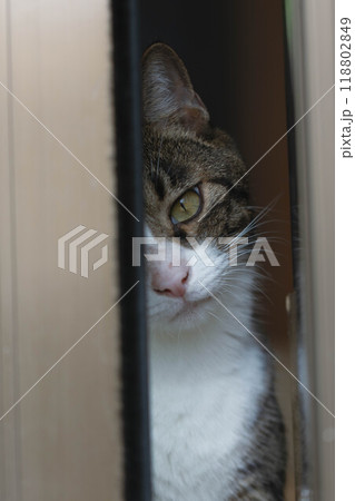 窓から外を見つめる猫 窓から外を見つめる猫 118802849