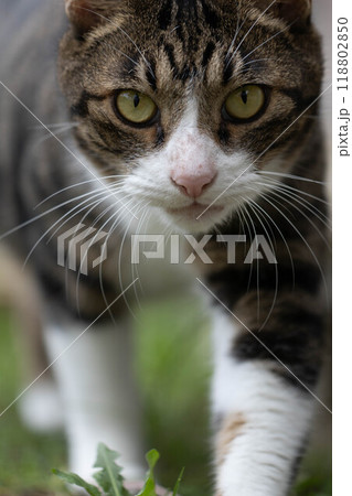 歩く猫 歩く猫 118802850