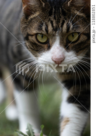 歩く猫 歩く猫 118802851